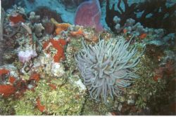 Sea Anenome, Palacar Reef, Cozumel. Sea & Sea MX-5 with K... by Kevin Robert Panizza 